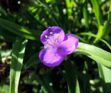 Tradescantia virginiana