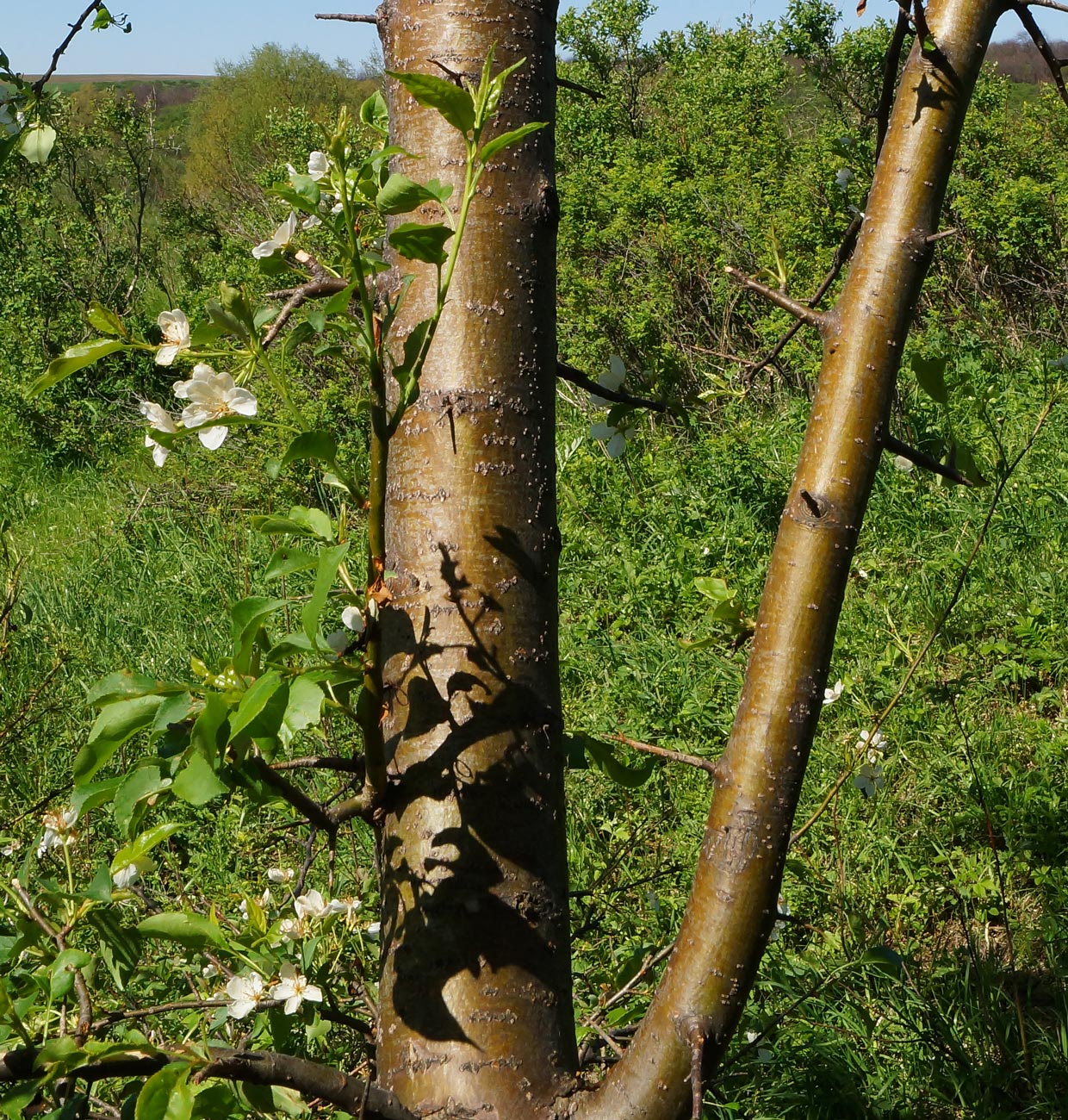 Image of Malus baccata specimen.