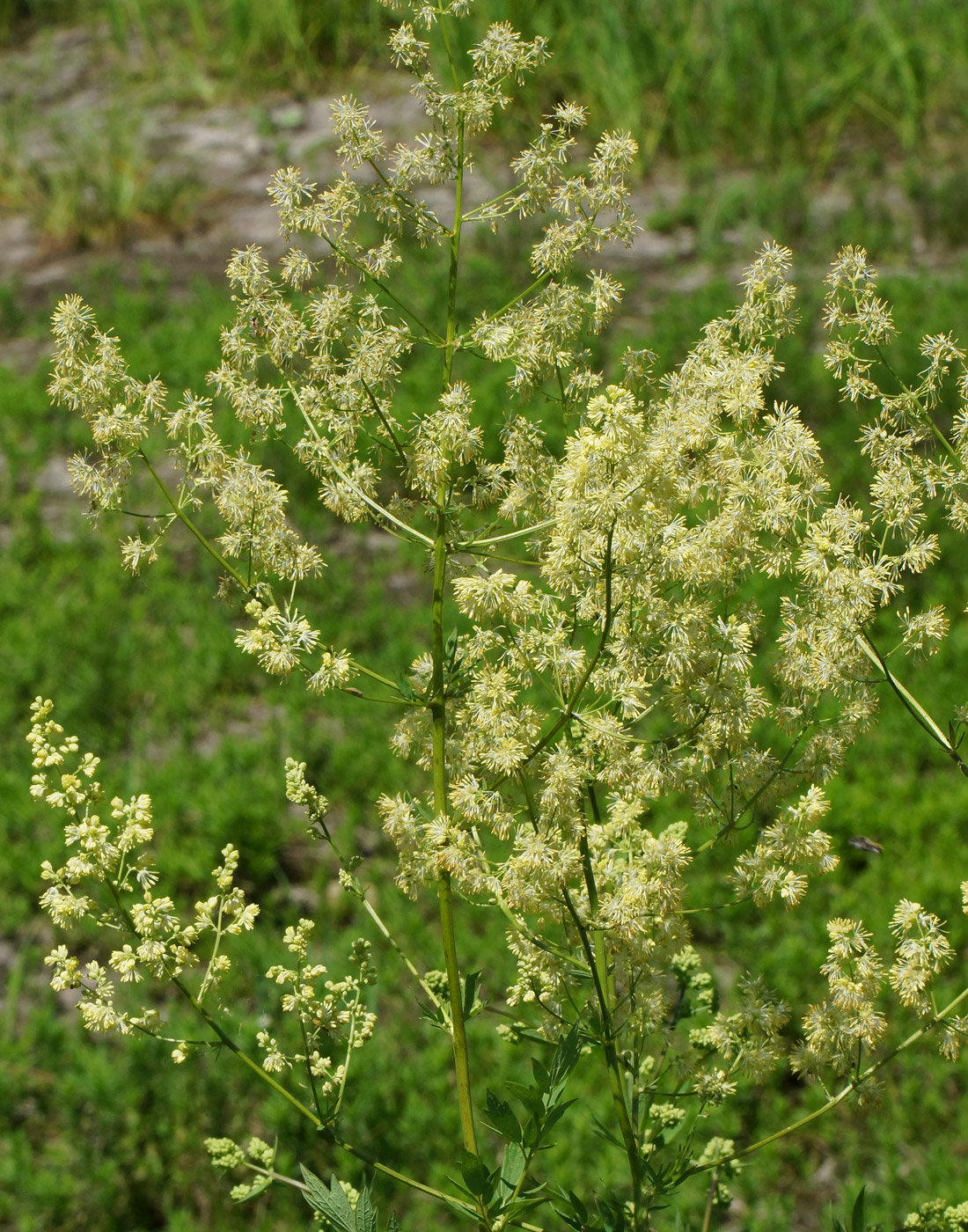 Image of Thalictrum flavum specimen.