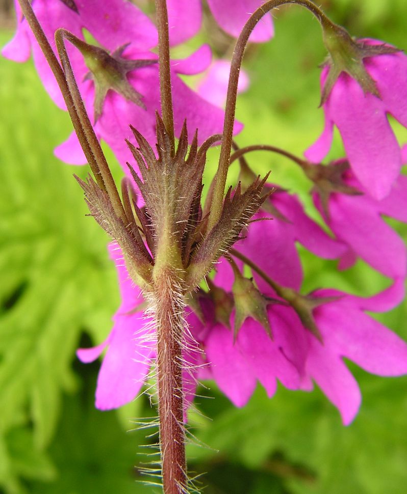 Изображение особи Cortusa sachalinensis.