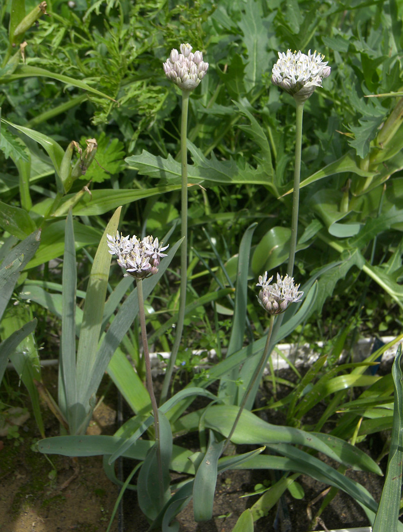 Image of Allium kharputense specimen.