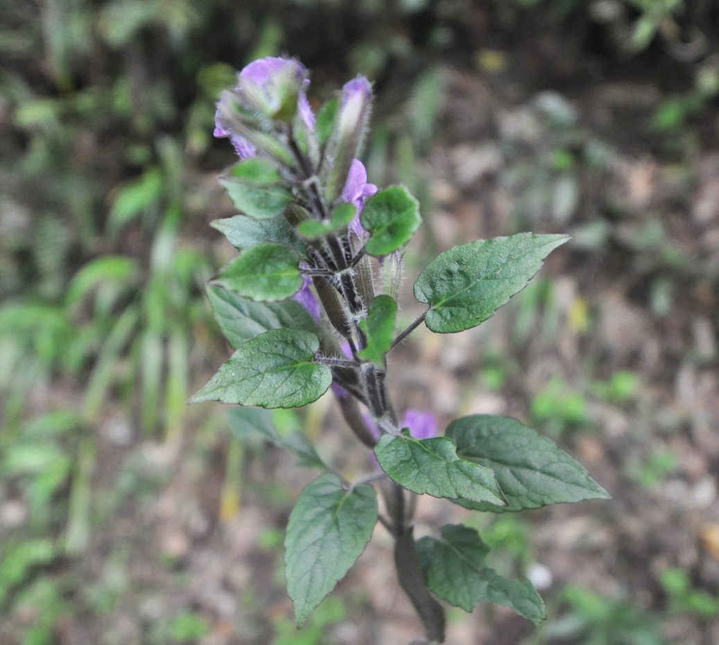 Image of familia Lamiaceae specimen.