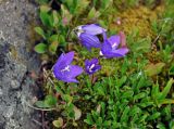 Campanula saxifraga. Цветущие растения. Абхазия, Рицинский реликтовый национальный парк, гора Чха, ≈ 2300 м н.у.м., на скале. 15.07.2017.