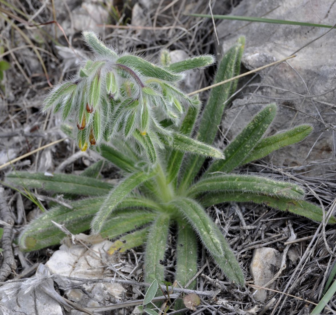 Image of Onosma graeca specimen.