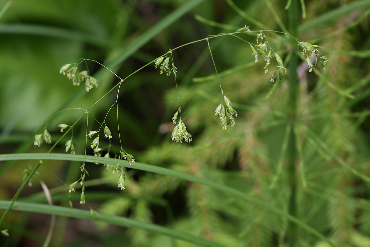 Изображение особи Poa trivialis.