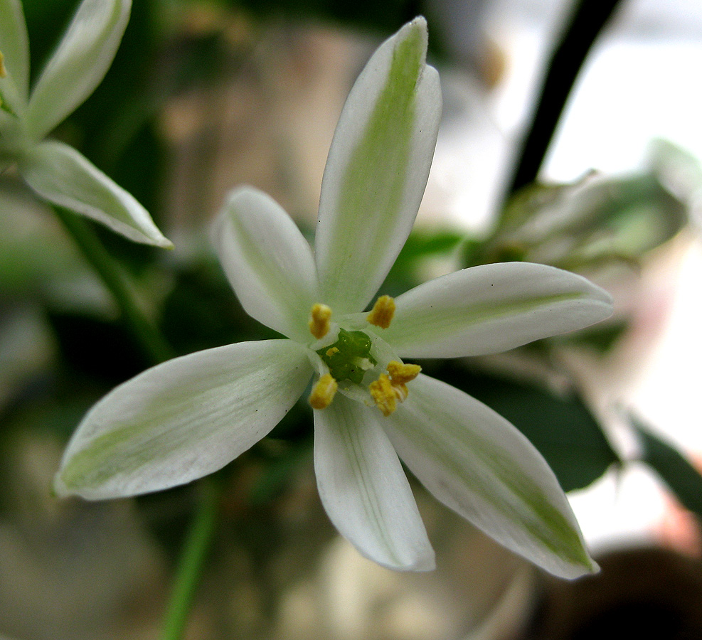 Image of Ornithogalum kochii specimen.