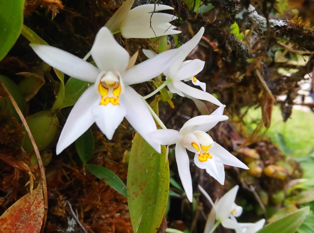 Image of Coelogyne nitida specimen.