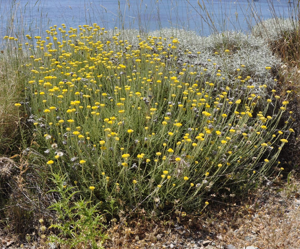 Изображение особи Helichrysum stoechas ssp. barrelieri.