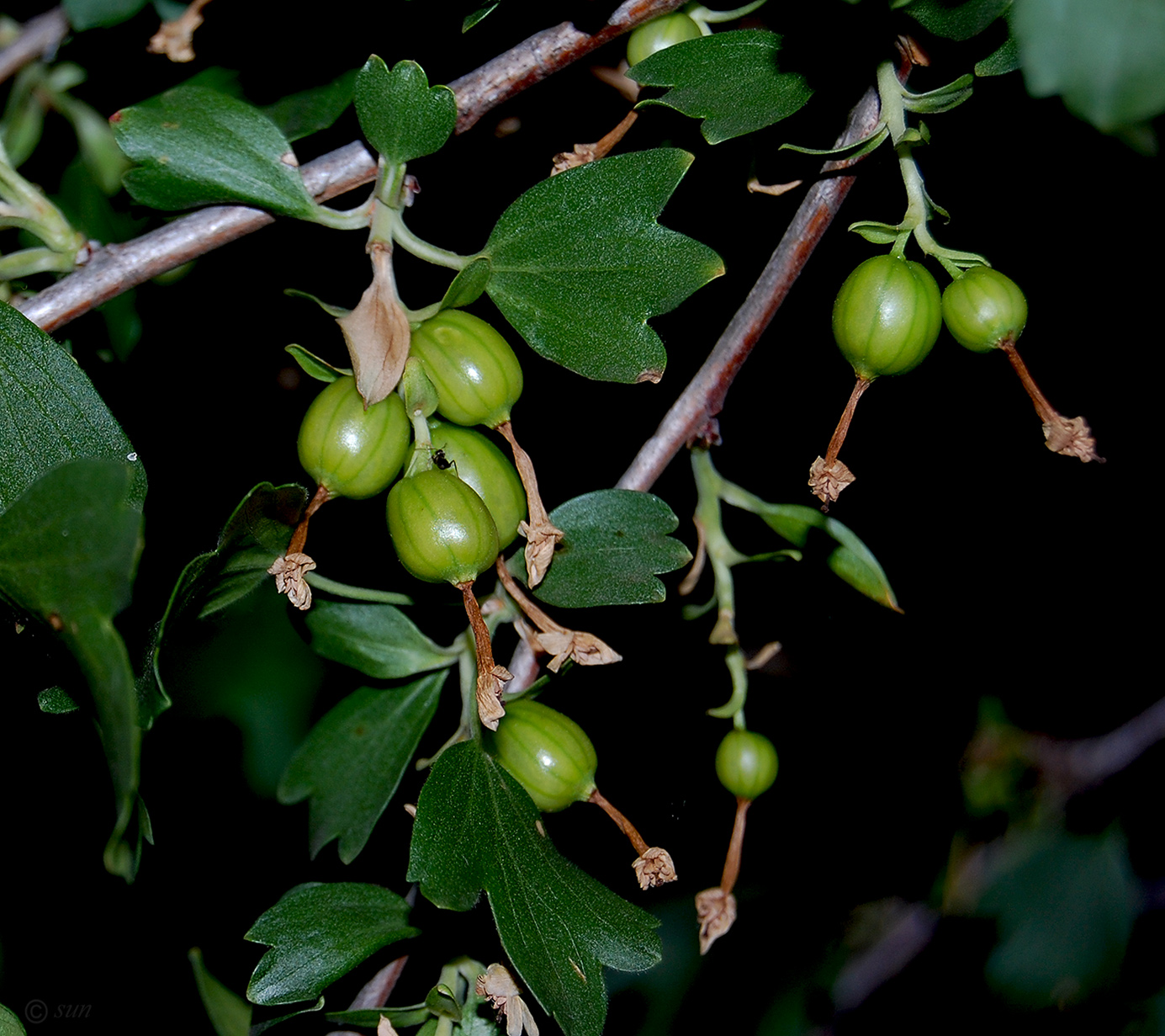 Изображение особи Ribes aureum.