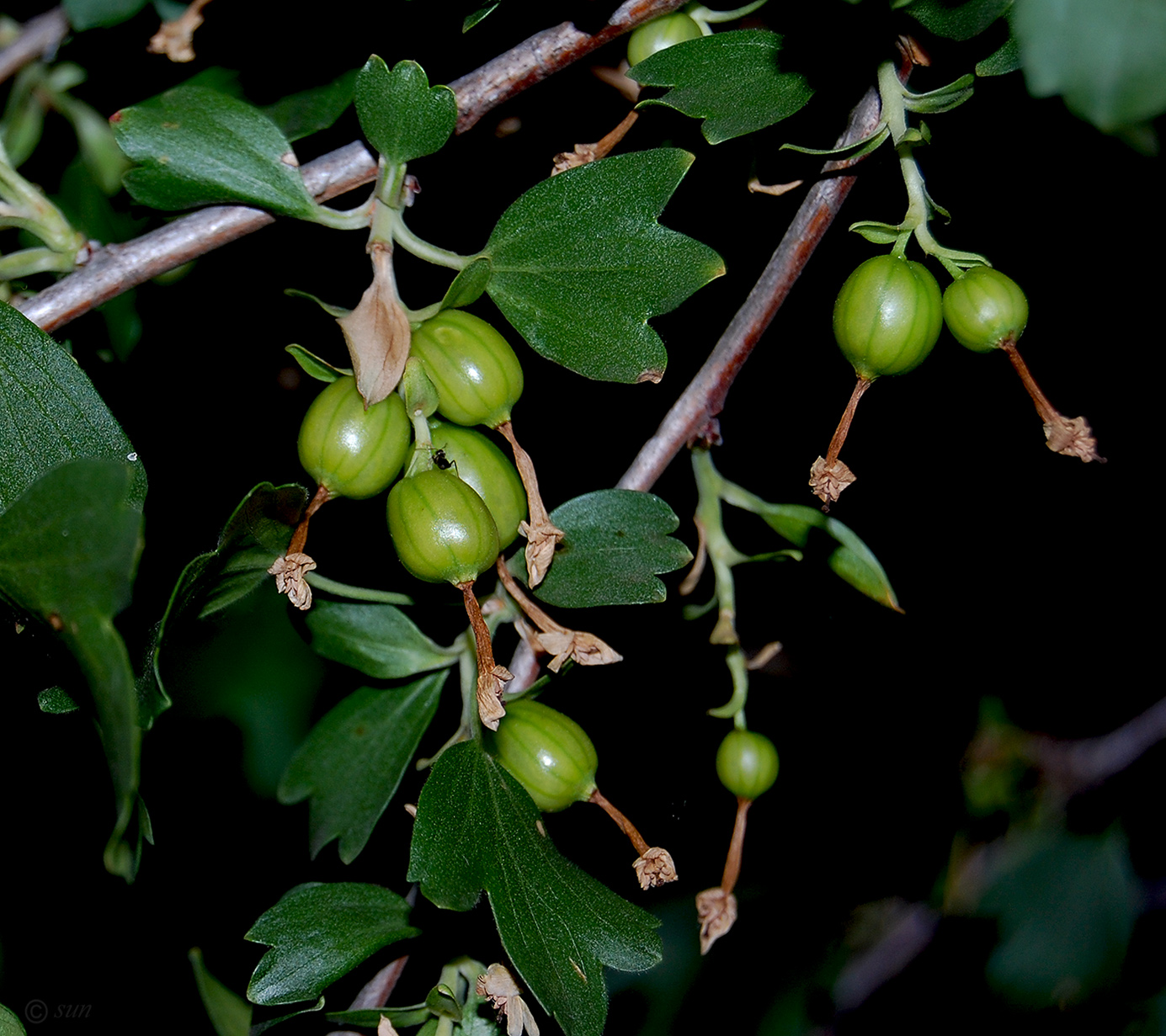 Image of Ribes aureum specimen.