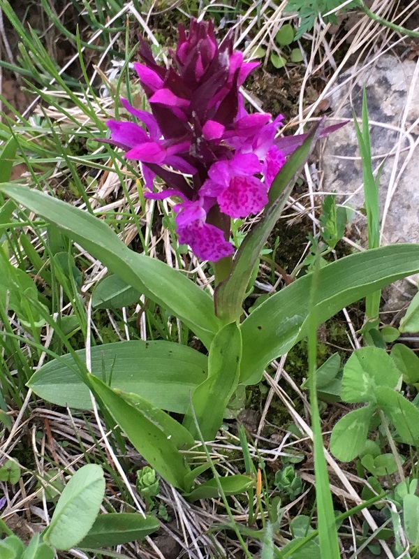 Image of Dactylorhiza euxina specimen.