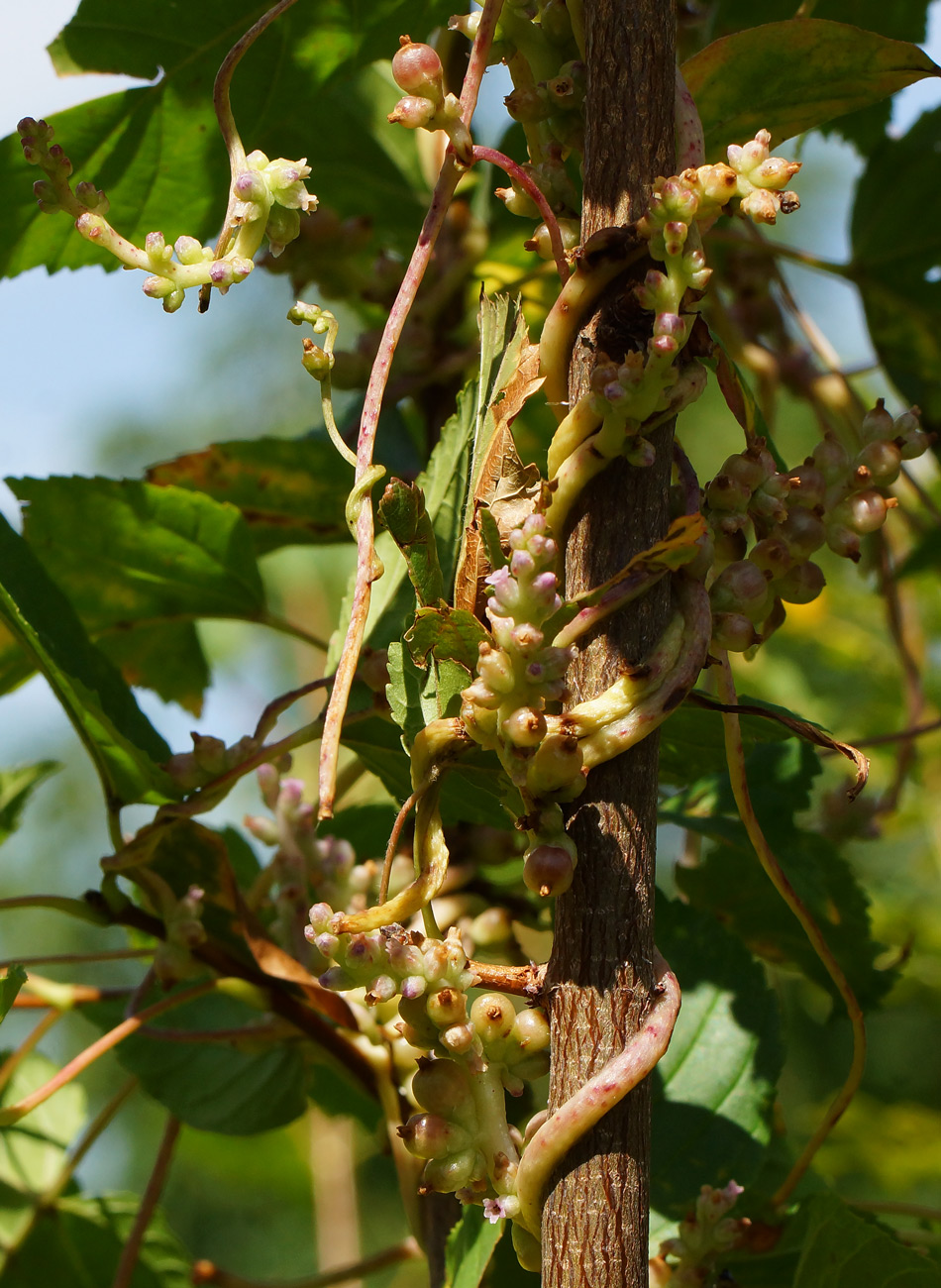 Изображение особи Cuscuta lupuliformis.