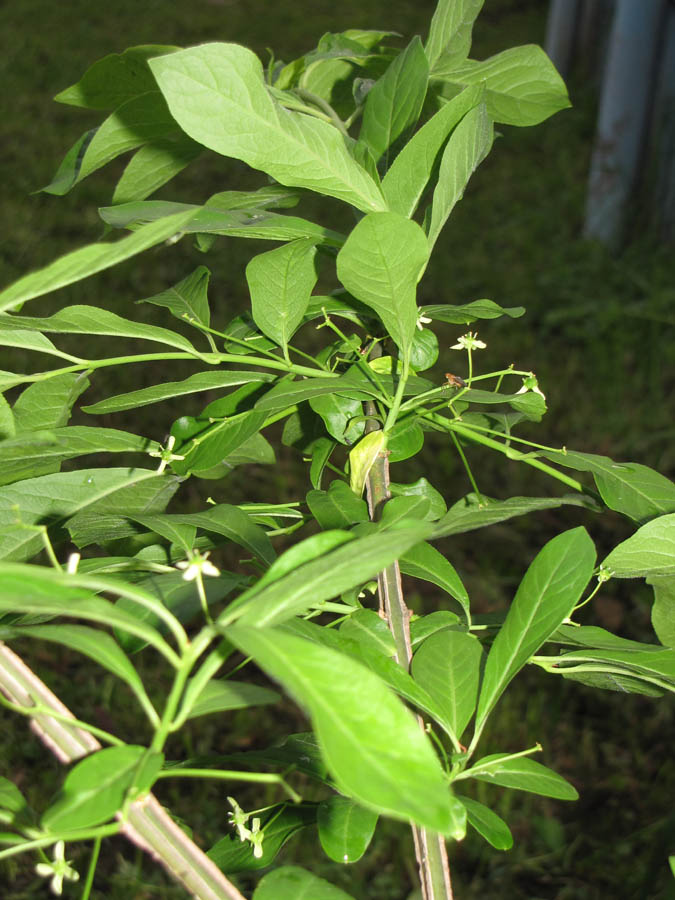 Изображение особи Euonymus europaeus.