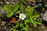 Fragaria viridis. Цветущее растение. Восточный Казахстан, г. Усть-Каменогорск, восточные окр., Лесхоз, пологий склон сопки. 27.05.2018.