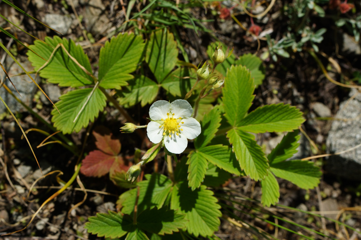 Image of Fragaria viridis specimen.