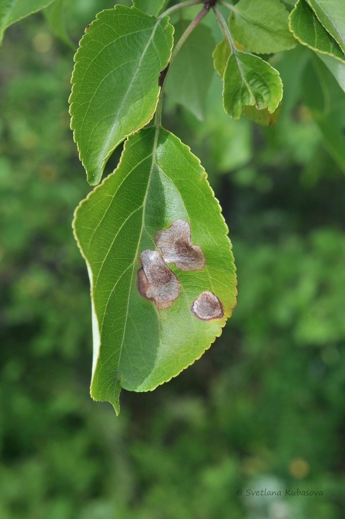 Изображение особи Malus baccata.