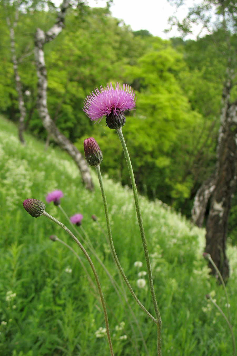 Изображение особи Cirsium pannonicum.