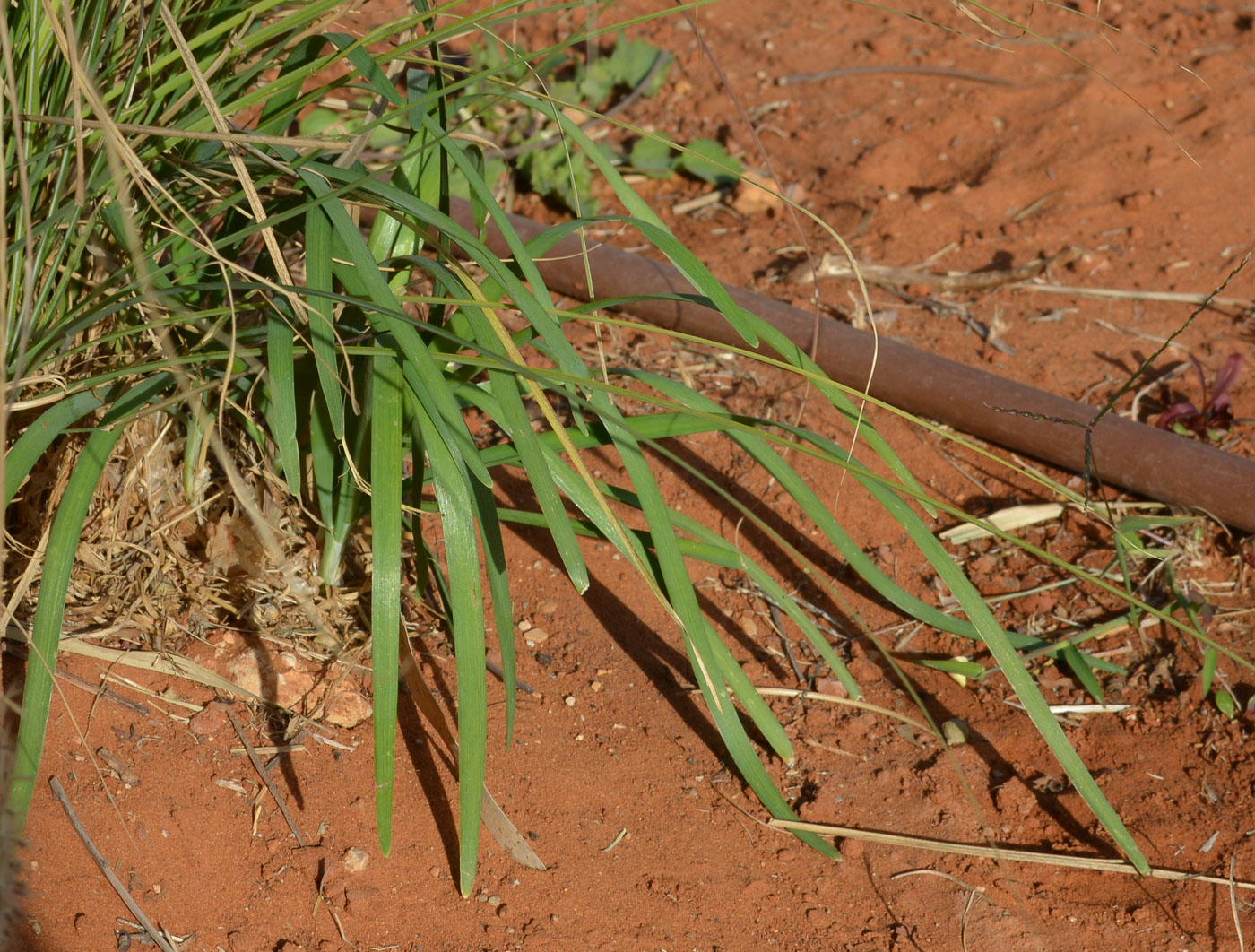 Image of genus Miscanthus specimen.