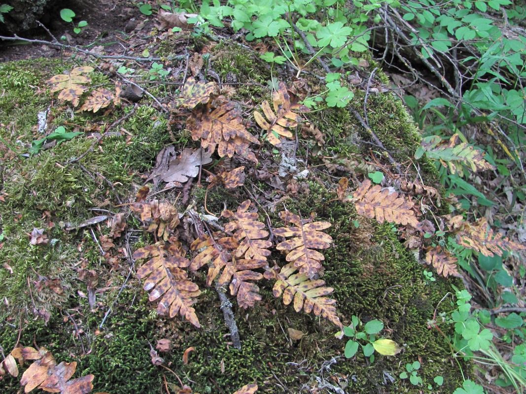 Image of Polypodium vulgare specimen.