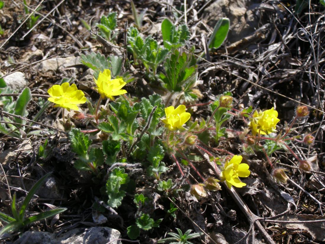 Image of Potentilla depressa specimen.