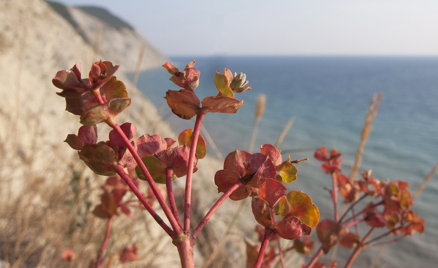 Image of genus Euphorbia specimen.