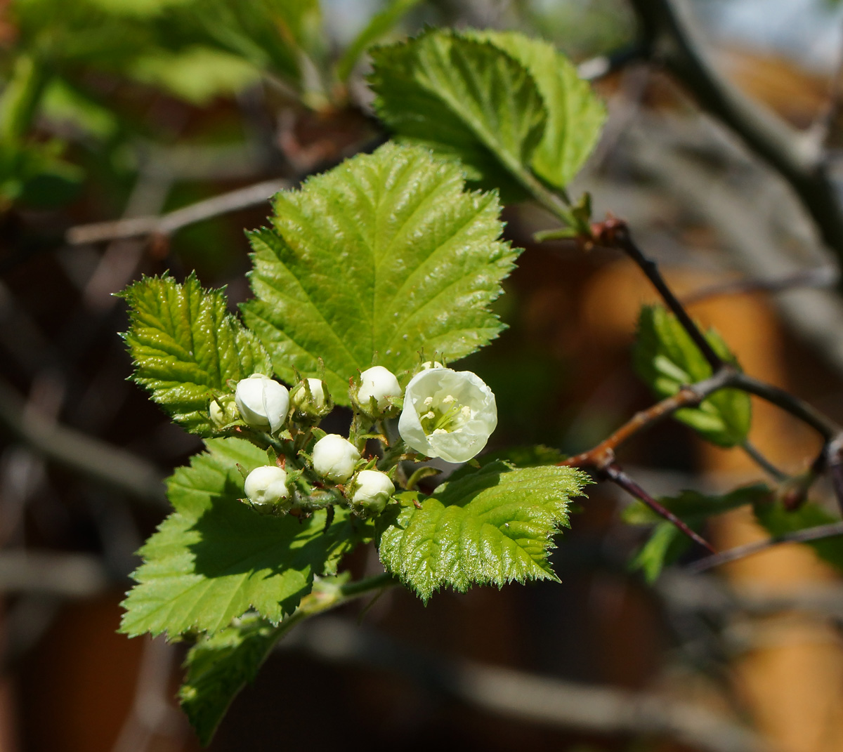 Image of Crataegus submollis specimen.