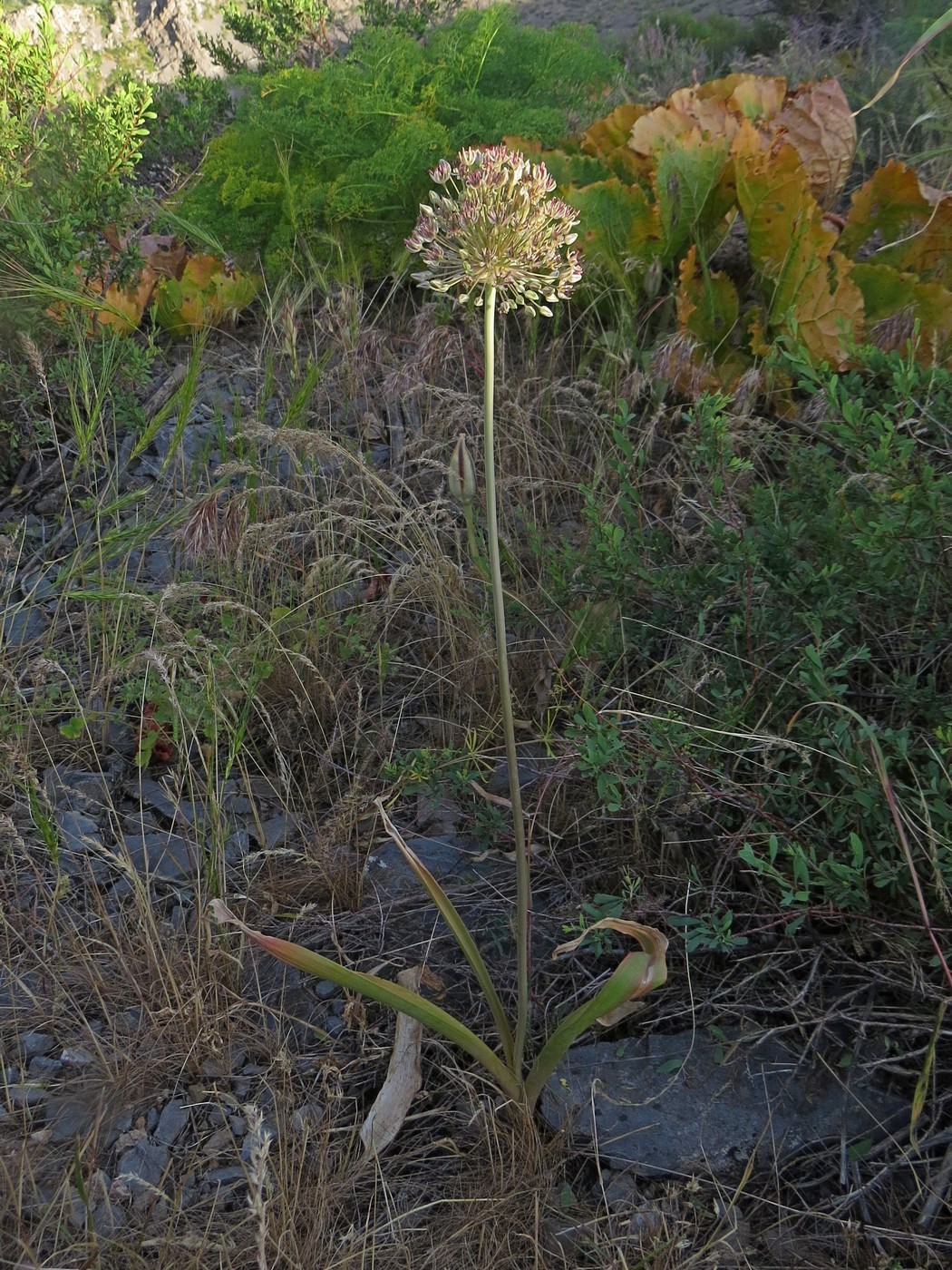 Image of Allium taschkenticum specimen.