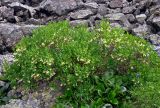 Lonicera hispida. Цветущее растение. Алтай, Катунский хребет, долина р. Куйгук, ≈ 2100 м н.у.м., каменистая осыпь. 05.07.2018.