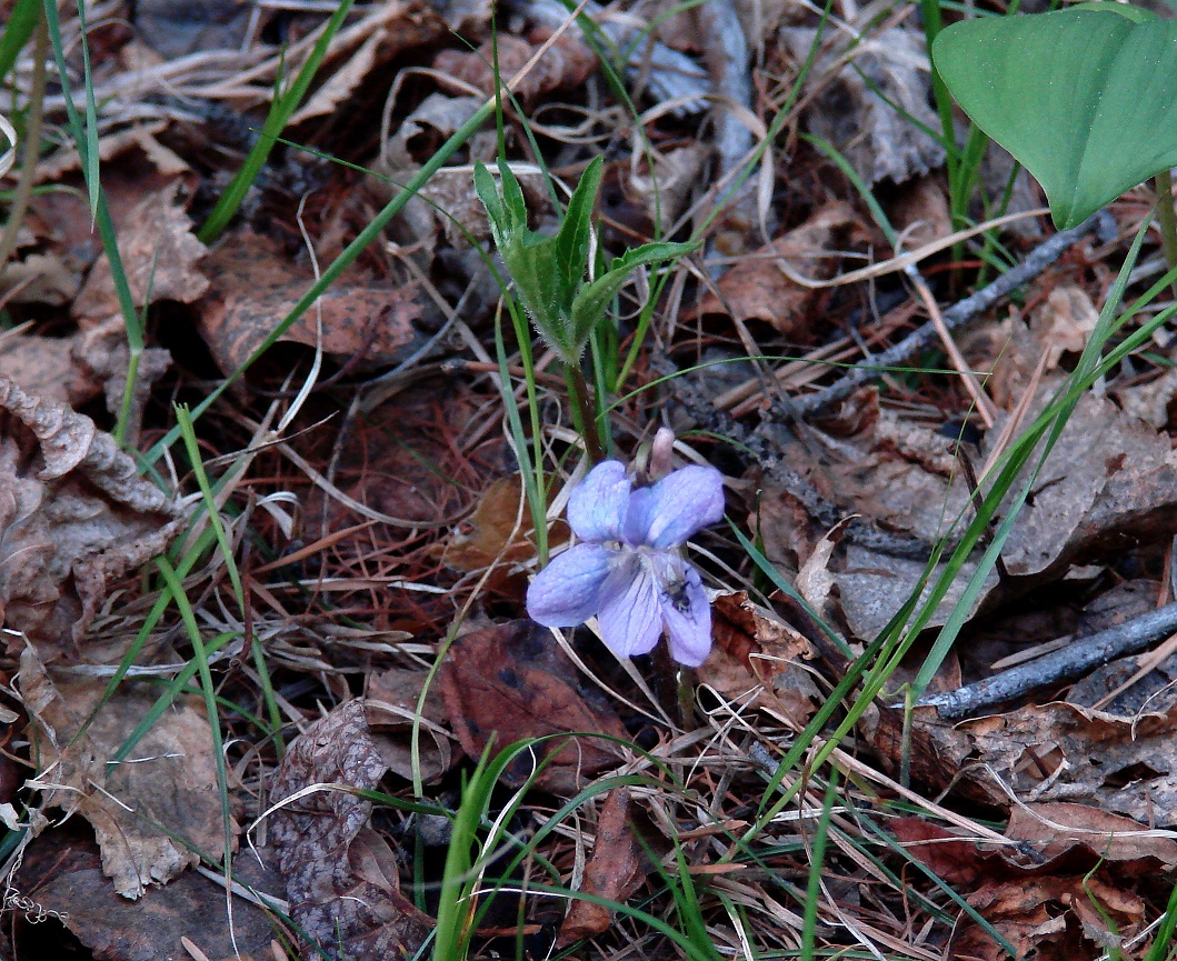 Изображение особи Viola dactyloides.