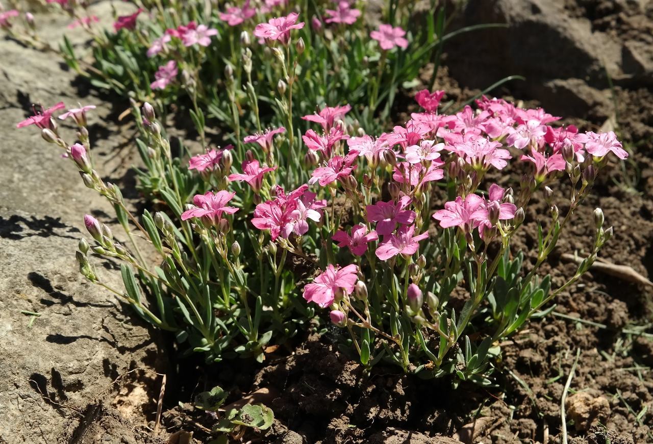 Изображение особи Gypsophila repens.