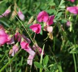 Lathyrus tuberosus. Часть побега с соцветиями. Саратовская обл., Хвалынский р-н, окр. пос. Алексеевка, полоса между трассой и полем подсолнечника, луг. 06.08.2018.