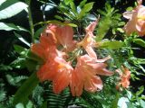 Rhododendron molle ssp. japonicum