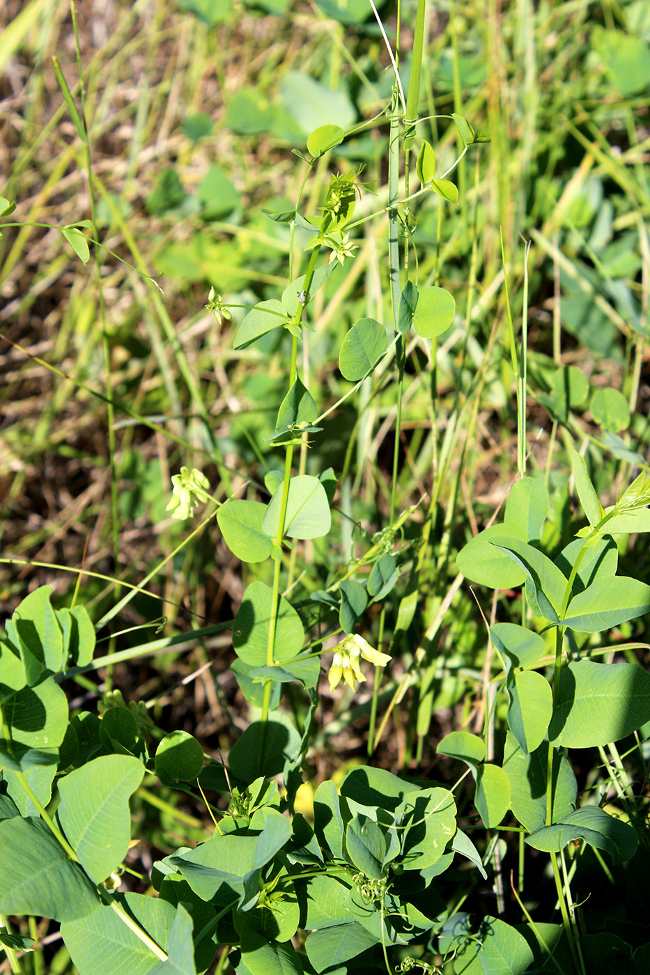 Image of Vicia pisiformis specimen.