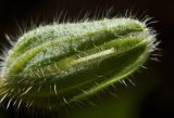 Borago officinalis