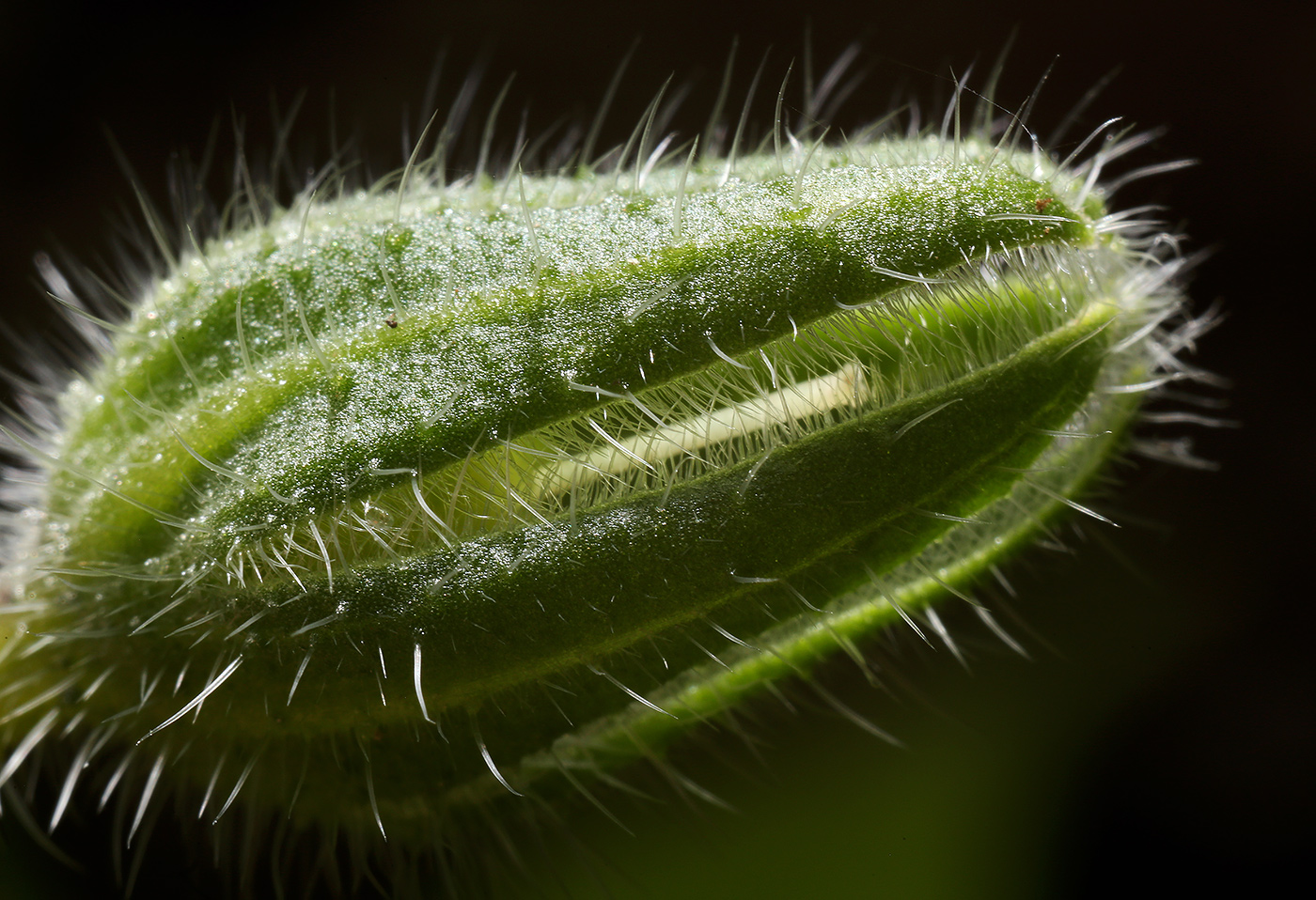 Изображение особи Borago officinalis.