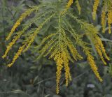 Solidago canadensis