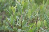 Смотреть изображение Myrica tomentosa