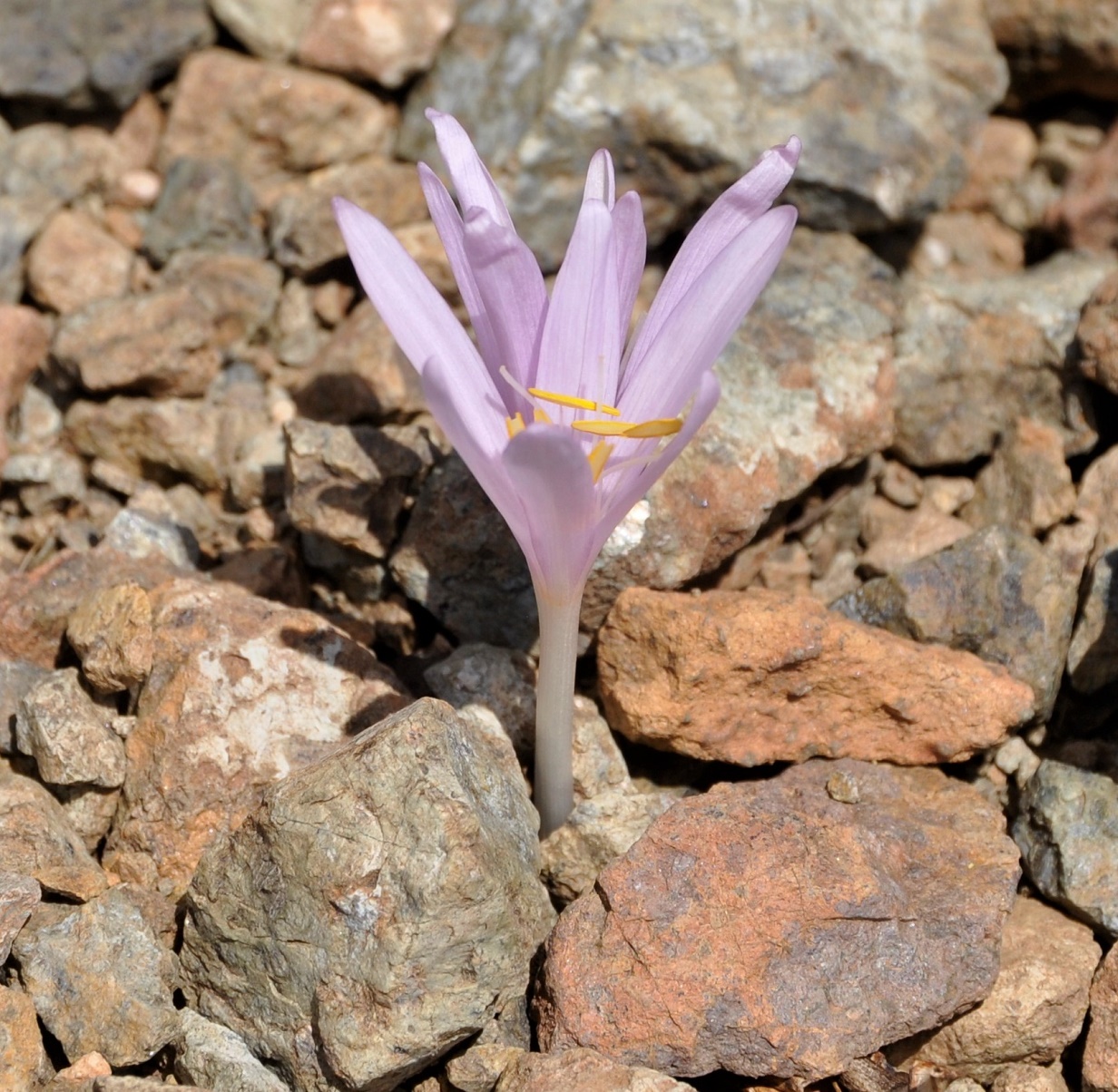 Image of Colchicum troodi specimen.