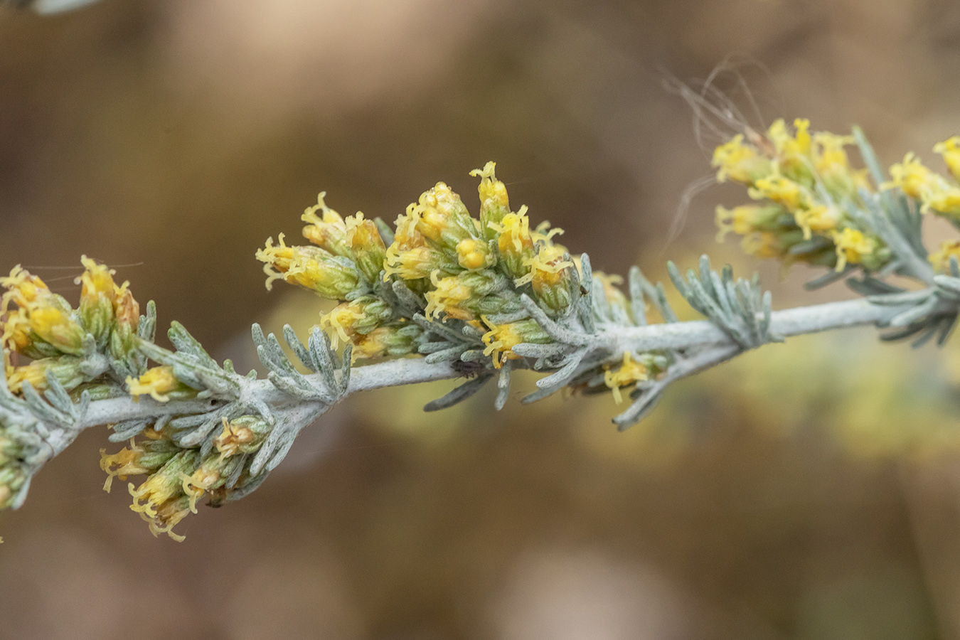 Image of Artemisia santonicum specimen.