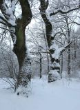 Quercus robur. Стволы покоящихся деревьев. Беларусь, г. Гродно, лесопарк Пышки. 24.12.2018.