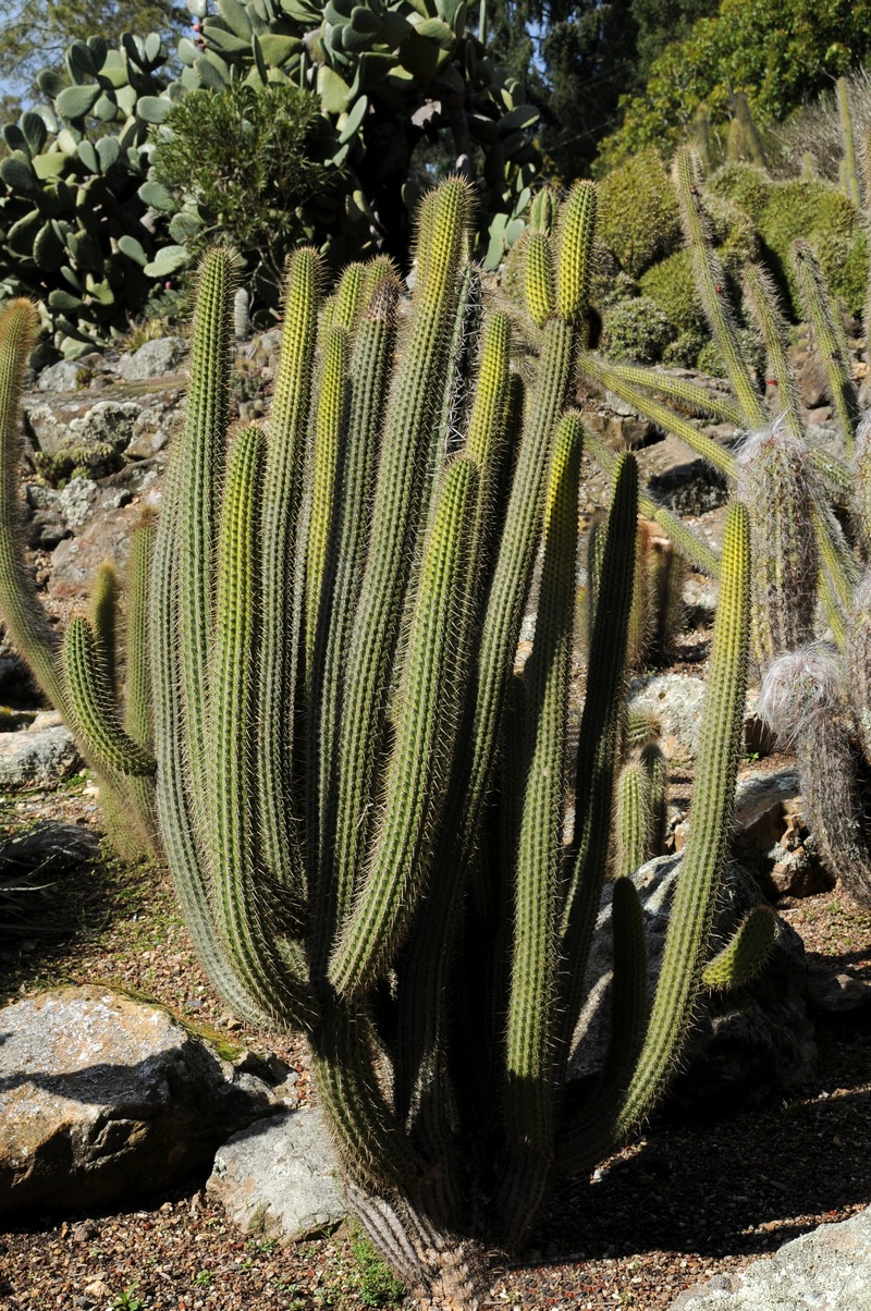 Image of Cleistocactus parviflorus specimen.