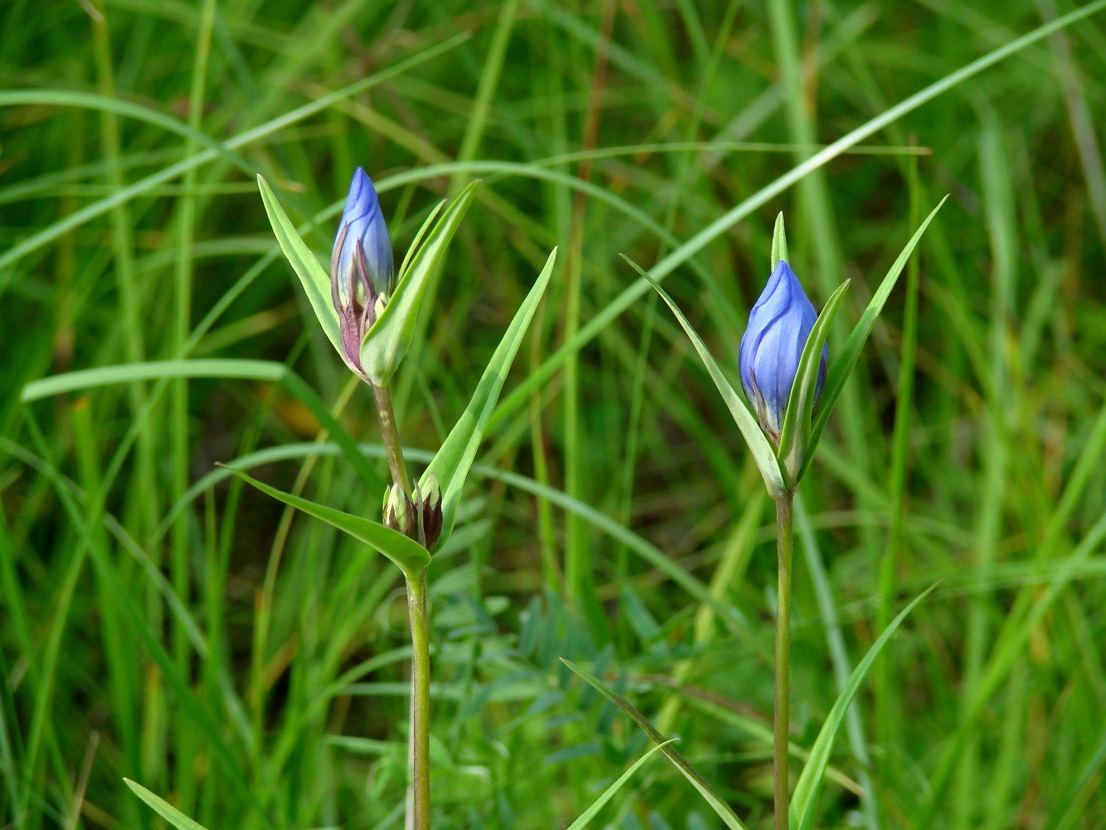 Image of Gentiana triflora specimen.