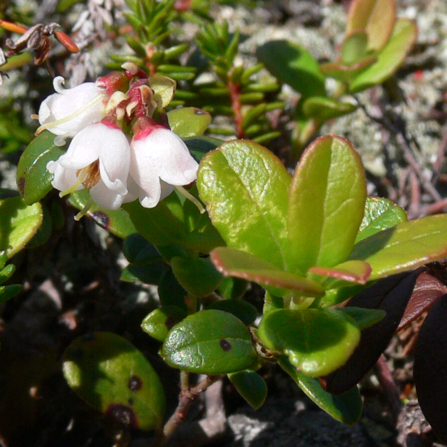 Image of Vaccinium vitis-idaea specimen.