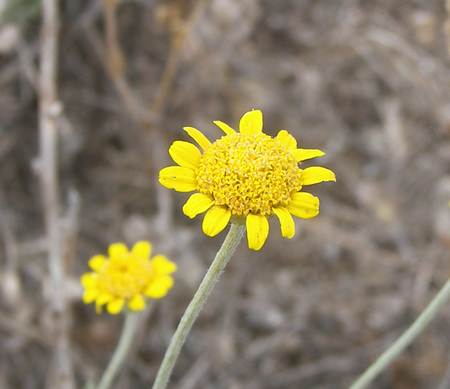 Image of Anthemis monantha specimen.