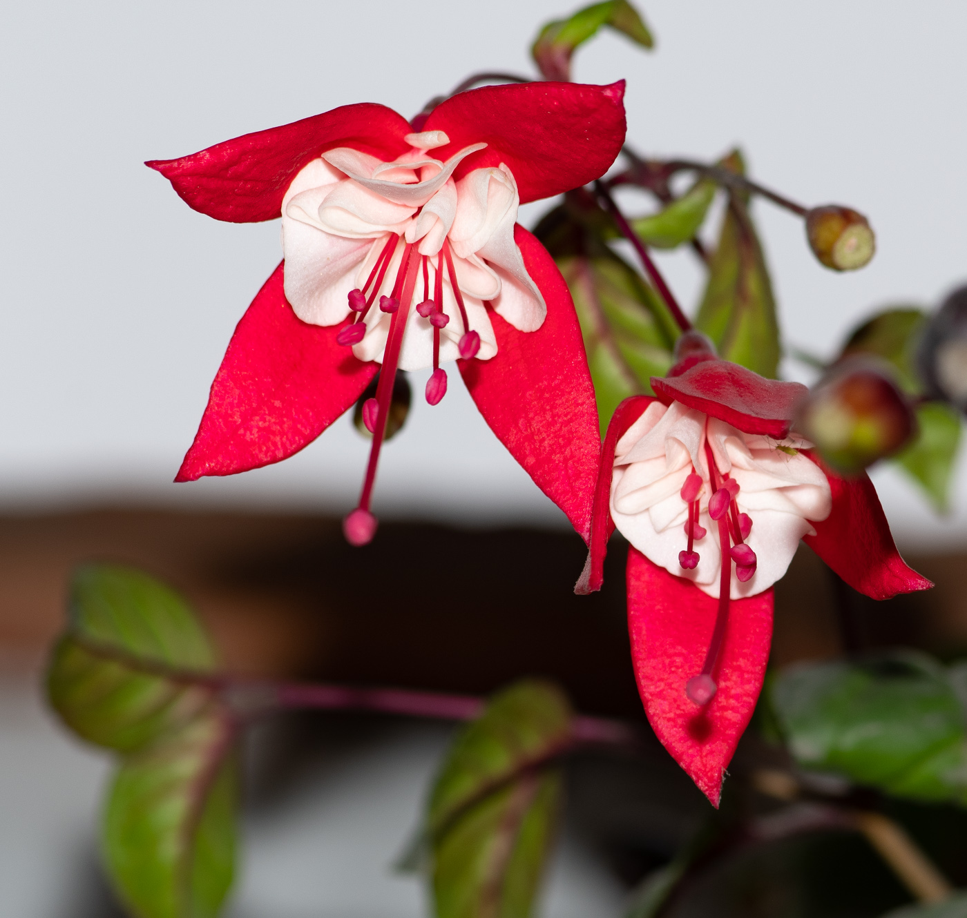 Image of genus Fuchsia specimen.