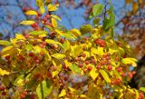 Malus baccata. Верхушка ветви с плодами и листьями в осенней окраске. Московская обл., г. Железнодорожный, в культуре. 03.10.2019.