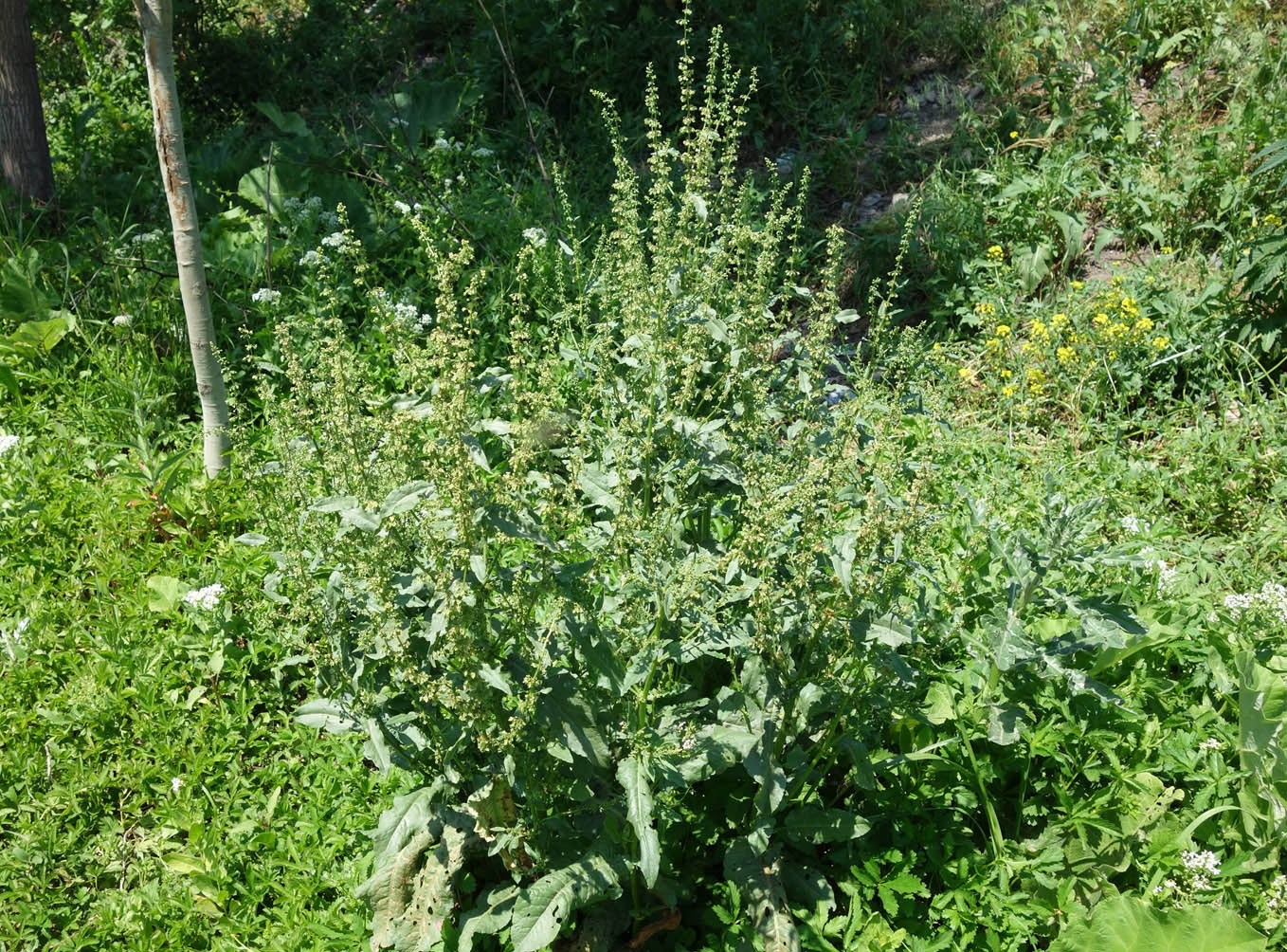 Image of genus Rumex specimen.