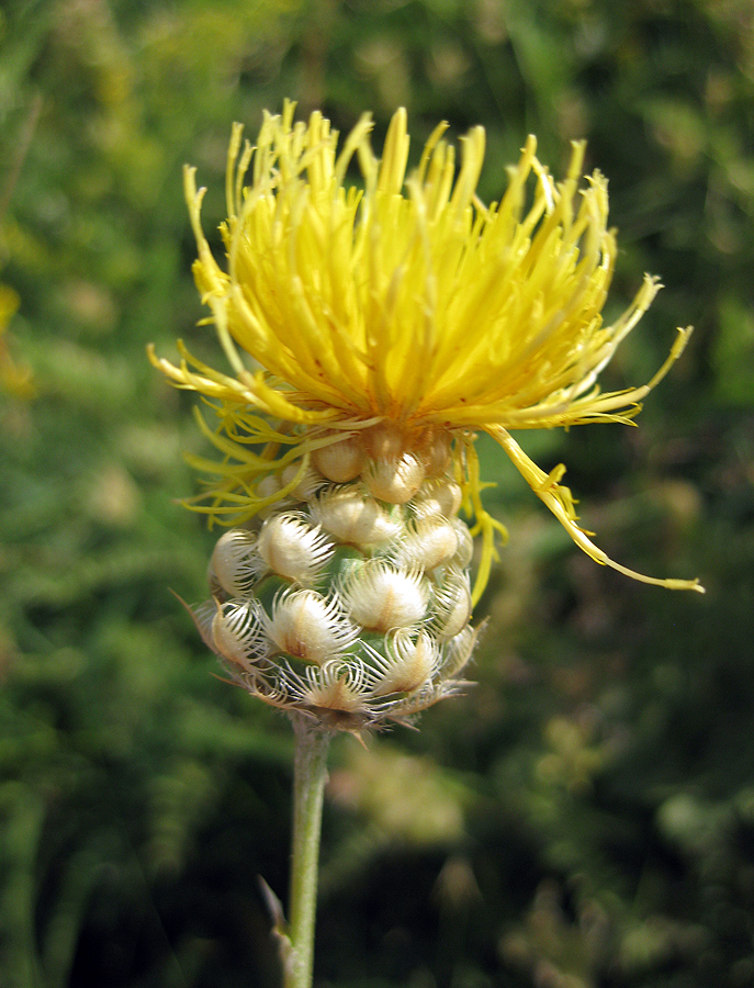 Image of Centaurea orientalis specimen.