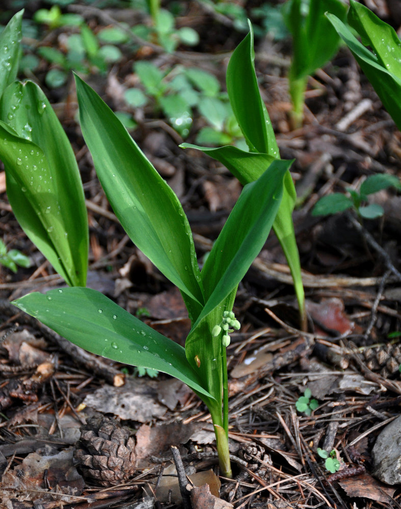 Изображение особи Convallaria majalis.