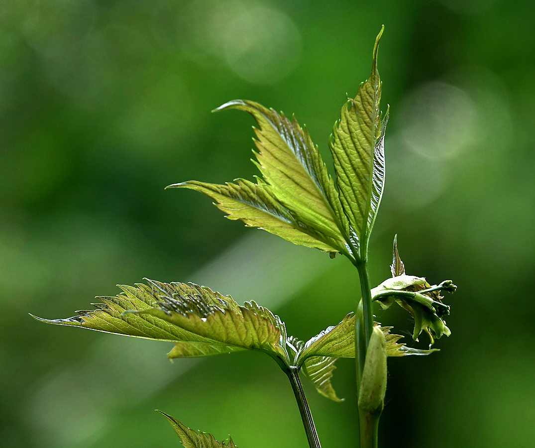 Image of Parthenocissus quinquefolia specimen.